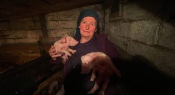 Фотоистория про 22 поросенка. У хозяйки из Гродненской области свиноматка родила рекорд