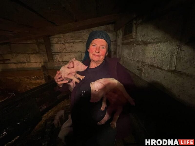 Фотоистория про 22 поросенка. У хозяйки из Гродненской области свиноматка родила рекорд