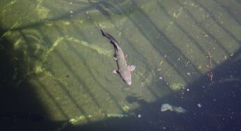 Гродненская “табачка” хочет разводить форель