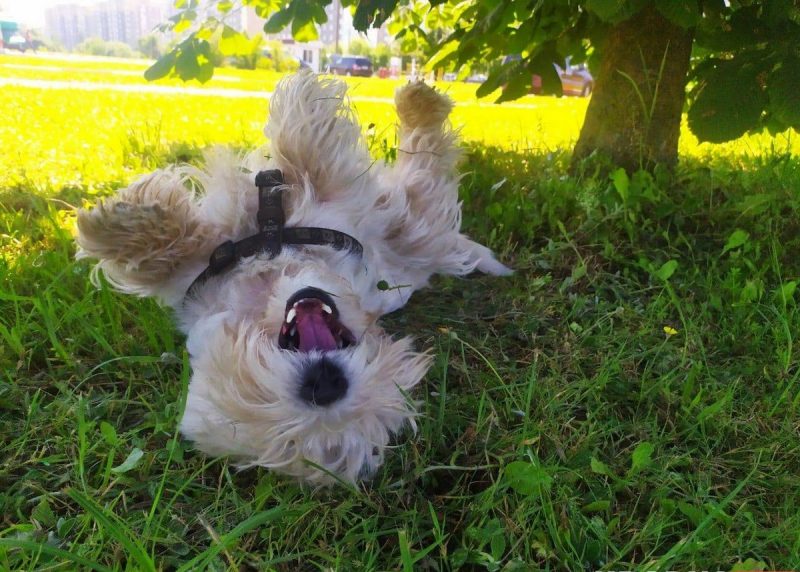 «Таблетки от жары ещё не придумали». Ветеринар рассказал, что сделать, чтобы ваш кот и пёс легче перенесли жару