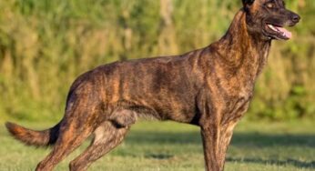 Сморгонские пограничники купят служебную овчарку. Сколько она стоит?