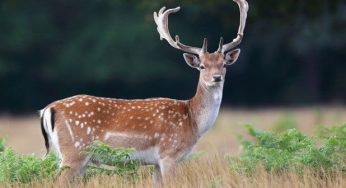 “Перелом коснулся локтевого сустава «пациента»”. Ветеринар рассказал, как прошла операция у лани, сбитой в Гродно