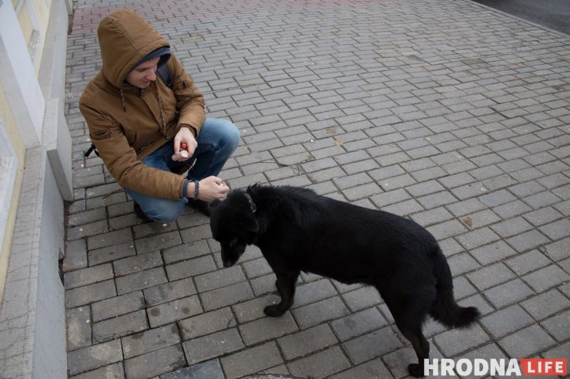 бездомный пес Барон стал собакой блогером