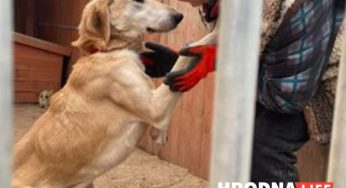 В польский приют попала собака: вероятно, из Беларуси. Поможем ему найти хозяев!