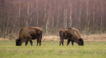 В Беловежской пуще за два дня погибли 23 зубра. Большая часть из них провалилась под лед озера