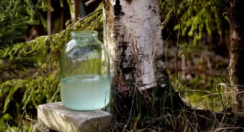 В Гродно начинается продажа березового сока: где и за сколько можно его приобрести