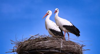 «Догоним и перегоним Африку». Что об идее Шуневича стрелять аистов думают охотники и бердвочеры