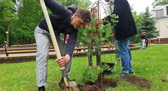 6000 деревьев и 7000 кустарников высадят в Гродно, чтобы компенсировать прежние вырубки