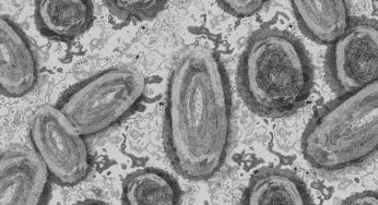 В Беларуси разработали тест-систему для диагностики оспы обезьян. Где начнут тестировать?