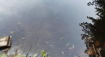 В Малой Берестовице — массовая гибель рыбы. Туда попали сточные воды из канализации