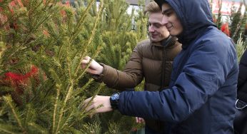 Новогодние елочные рынки откроют в Гродно 20 декабря. Где они будут и какие цены? (обновлено)