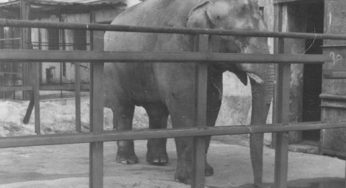 Караник пообещал привезти в Гродно слона