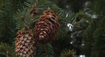 Зима — время сбора урожая. Как в Гродненской области выращивают шишки для всей Беларуси