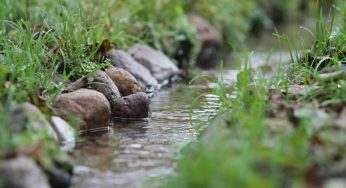На Гродненщине могут появиться новые памятники природы. Где они и чем известны?