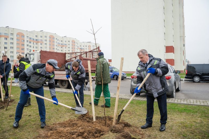 Посадки деревьев в Гродно