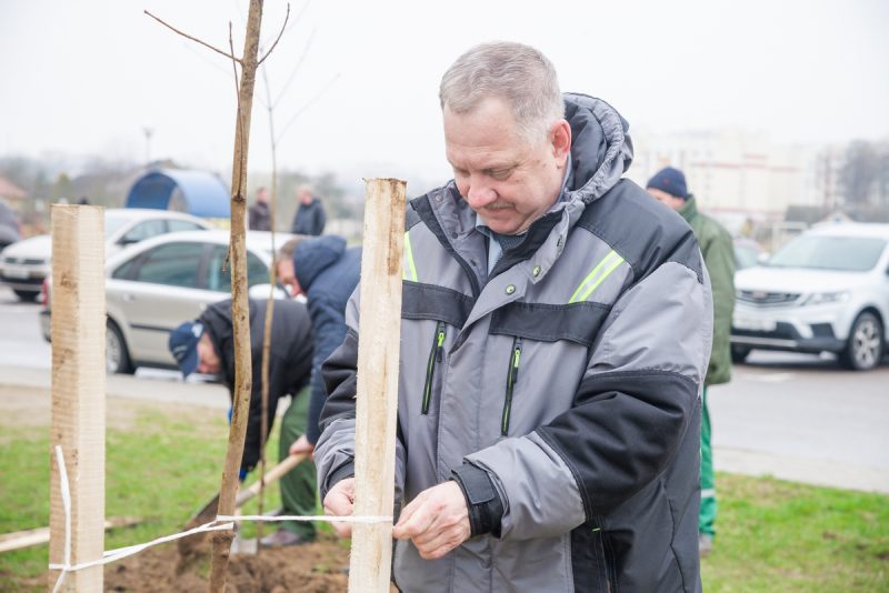 Весенние посадки деревьев в Гродно