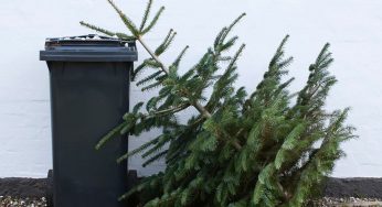 Стало известно, куда и когда можно выбрасывать новогодние елки в Гродно
