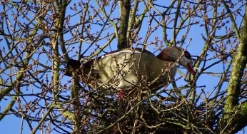 Под Гродно заметили редкую африканскую птицу. Что о ней известно?