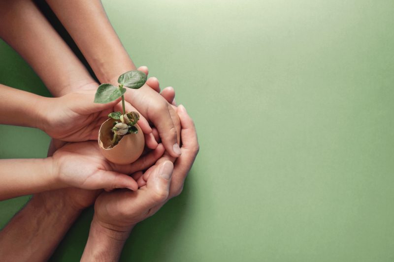 hands holding seedling in eggshells, montessori education , CSR Corporate social responsibility, Eco green sustainable living concept,zero waste, plastic free,world food day, responsible consumption