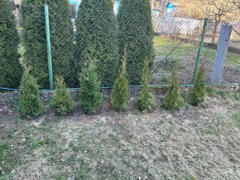 “Азеляненне — дарагая і сістэмная работа”. 5 спосабаў (не) пасадзіць дрэвы ў Гродне, Брэсце, Магілёве і па ўсёй Беларусі