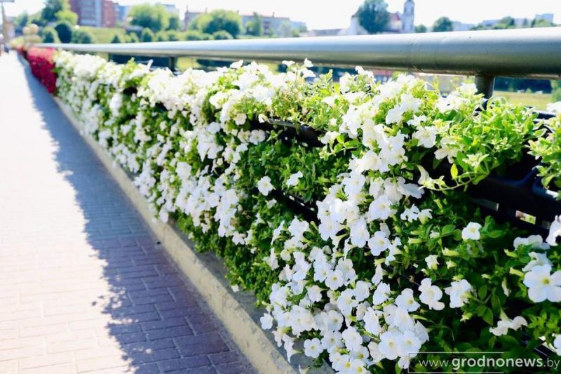 Цветочная стена на Старом мосту в Гродно