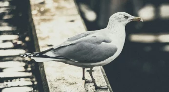 Власти оценят количество чаек в Гродно и скажут, надо ли беспокоится