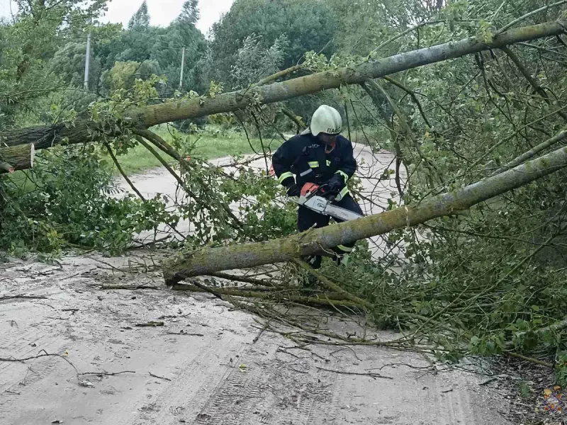 Поваленное дерево в Гродненском районе. Фото: МЧС