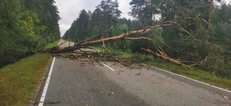 Поваленное дерево в Гродненском районе. Фото: МЧС