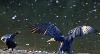 В Гродненской области обеспокоились бакланами. Чиновники планируют регулировать популяцию, потому что птицы могут съесть всю рыбу (обновлено)