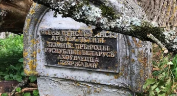 В Жемыславле перед дворцом сломалось ценное дерево — памятник природы республиканского значения