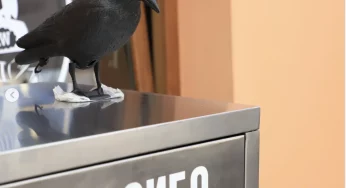 «Бинго проблем с мусором»: что про конфликт вокруг шаурмы в Гродно думают белоруские урбанисты