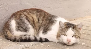 Домик для кошек на Фолюше выселяют: более 60 животных могут снова оказаться на улице