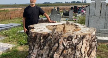 Под Лидой спилили живую 300-летнюю сосну, которая претендовала на статус памятника природы