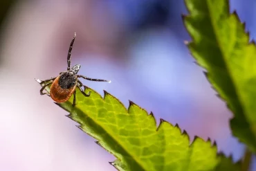 У гродненки не взяли клеща на проверку — “не сезон”. Спросили у экспертки, как должно быть 
