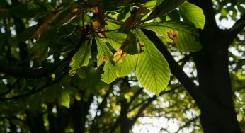 В Гродно спилят 30 деревьев — они будто бы мешают зданиям