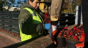 К зиме в Гродно убирают вертикальное озеленение. В следующем сезоне горожанам обещают сюрприз