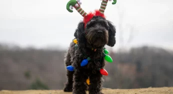 Гродненские волонтеры организовали тайного Санту для животных и взорвали TikTok