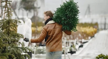 Рост до 30%: где и по чем в Гродно купить новогодние елки и ели в кадках сезона-2024 (обновлено)