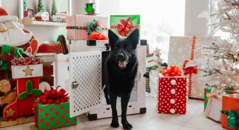 Животные из гродненского приюта получили первые подарки от тайных Сант – пункты выдачи заказов переполнены 