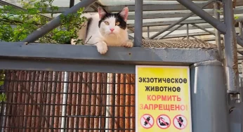 Кошку Басю из Гродно номинировали на международную премию. Что не так с этой наградой и при чем здесь война в Украине?