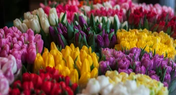 Где в Гродно будут продавать цветы к 8 марта? Список мест