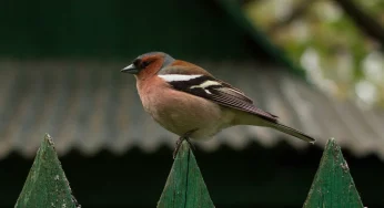 Борьба с птицами в Гродно: одно из предприятий будет их отпугивать