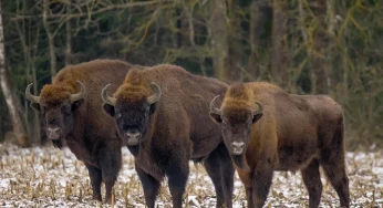 Три Беловежские пущи. Как ограждения на границе меняют лес и животный мир в Беларуси, Польше и между заборами