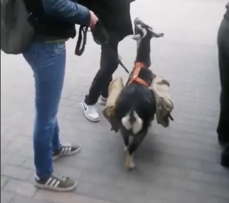 В праздновании Дня победы задействуют животных. Участвует и коза из Гродненского зоопарка 