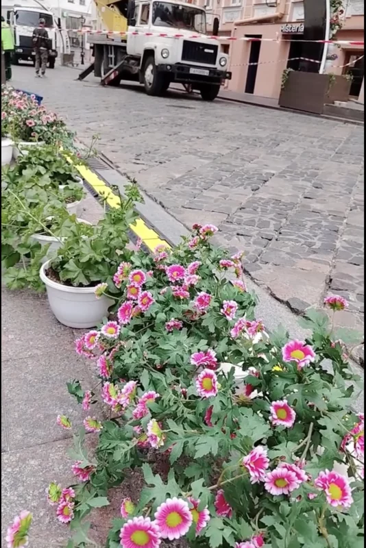 Аркі на Савецкай ужо ўпрыгожылі кветкамі - гараджане параўноўваюць вуліцу з «маленькай Галандыяй»