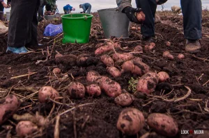 На “Гродно Азот” не достигли запланированного объема инвестиций картофель картошка рынок сельское хозяйство колхозы фермы