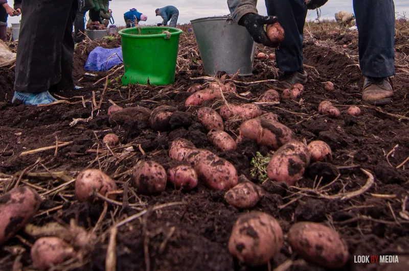 картофель картошка рынок сельское хозяйство колхозы фермы