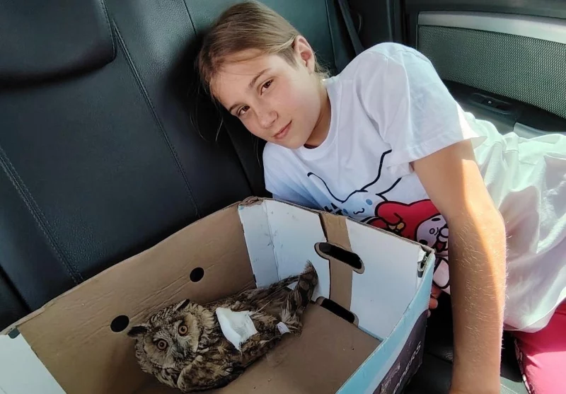 Белорус спас раненую ушастую сову – теперь она живет у него дома на передержке 