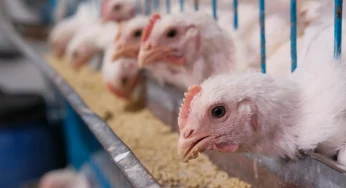 В Лидском районе на птицефабрике из-за неработающего вентилятора погибло более 10 тысяч цыплят