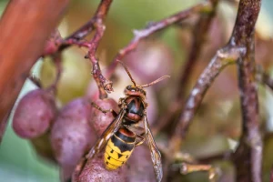 В Гродно стало больше ос и шершней: что делать, если нашли гнездо и как защититься от насекомых